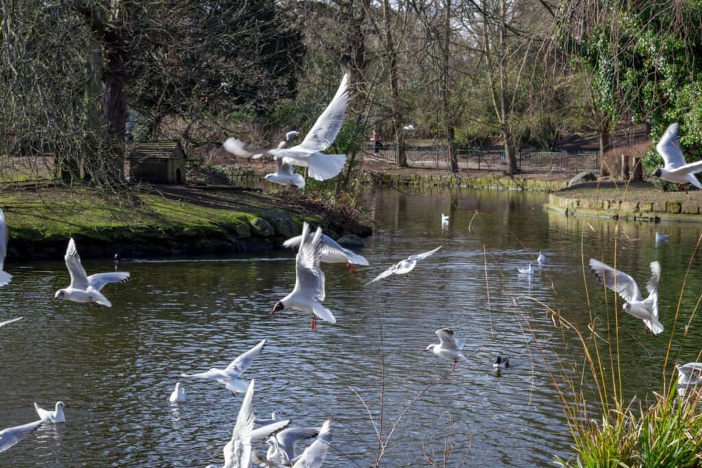 Seagulls flying above the Crystal Palace Park's pond