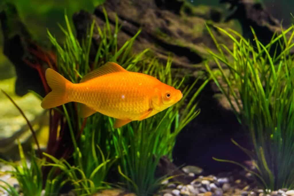 Closeup of goldfish in the tank inside the house before the move